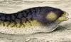 ĥܲ Muraenidae