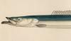 ʥ Ammodytidae