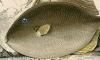 󥬥饫ϥ Balistidae