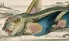 󥶥 Chimaeridae
