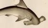 ⥯ Sphyrnidae