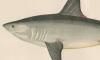 ͥߥ Lamnidae