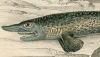  Echinorhinidae