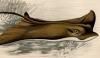 ȥӥ Myliobatidae