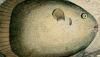ޥܥ Molidae