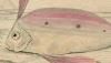 ե꥽ǥ Trachipteridae