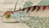 ߥۥܥ Dactylopteridae