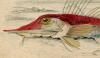 ۥܥ Peristediidae
