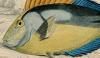 ˥ Acanthuridae