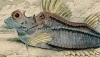 ȥӥ Agonidae