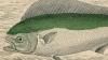  Coryphaenidae