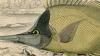 祦祦 Chaetodontidae