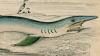 ᥸ Carcharhinidae