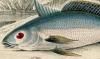 ˥ٲ Sciaenidae