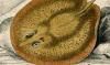 ޥ󥿥󥹥 Potamotrygonidae
