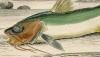 ϥޥ Ariidae