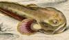 󥳥 Lophiidae