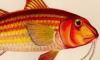 ҥ᥸ Mullidae