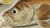 ե Scorpaenidae