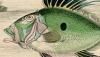 ޥȥ Zeidae