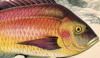  Sparidae