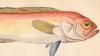  Cepolidae