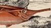 إ䥬 Aulostomidae