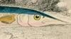 ޲ Scomberesocidae