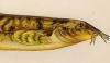 ɥ祦 Cobitidae