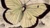 祦 Pieridae