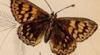 ߥƥϲ Riodinidae