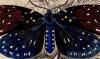 ޥ饬 Zygaenidae