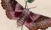 ᥬ Sphingidae