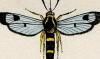 Х Sesiidae