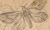 ꥬ Hepialidae