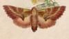 ۥ Notodontidae