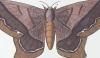 ޥޥ楬 Saturniidae
