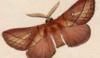 ϥ Lasiocampidae