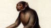 ҥȲ Hominidae