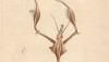 襦ޥ Empusidae