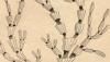 ȥ󥴲 Isididae