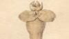 ϥᥬ Clionidae