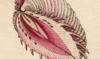 ޥ륹쥬 Veneridae