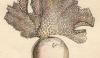 ߥॷ Phidoloporidae