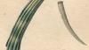 ĥΥ Dentaliidae
