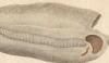 Ѳ Salpidae