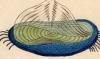 󥫥饲 Porpitidae