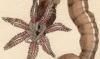 ʥޥ Synaptidae