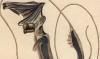 ƥ塼ݥ륹 Stylephoridae