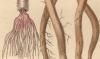 ॷ Sabellidae